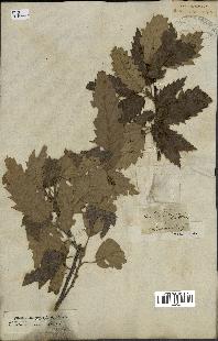 spécimen de Quercus castaneifolia