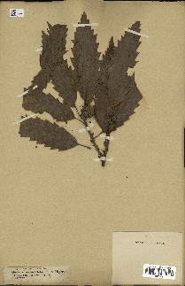 spécimen de Quercus castaneifolia