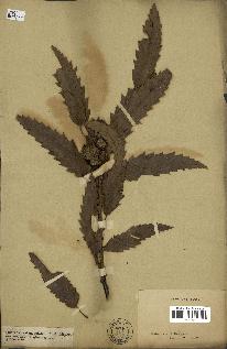 spécimen de Quercus castaneifolia