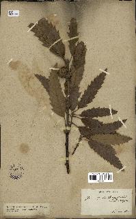 spécimen de Quercus castaneifolia
