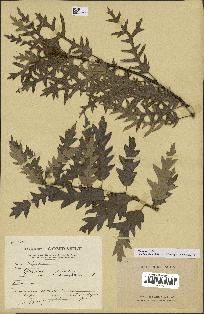 spécimen de Quercus cerris