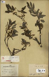 spécimen de Quercus castaneifolia