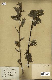 spécimen de Quercus castaneifolia