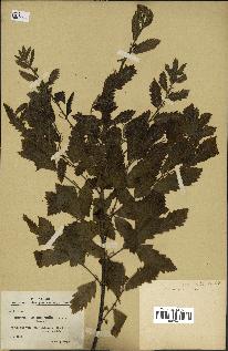 spécimen de Quercus castaneifolia