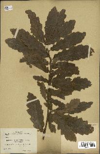spécimen de Quercus castaneifolia