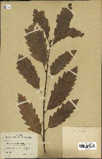 spécimen de Quercus castaneifolia