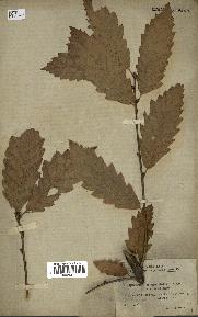 spécimen de Quercus castaneifolia