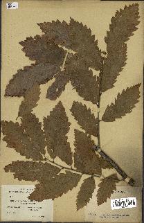 spécimen de Quercus castaneifolia