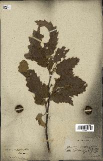 spécimen de Quercus castaneifolia