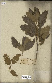 spécimen de Quercus castaneifolia