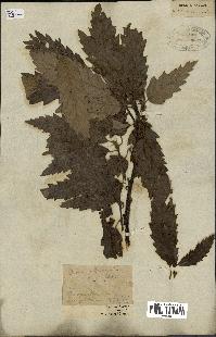 spécimen de Quercus castaneifolia