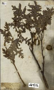 spécimen de Quercus cerris