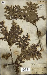 spécimen de Quercus cerris