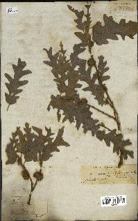 spécimen de Quercus cerris
