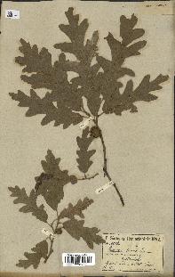 spécimen de Quercus cerris