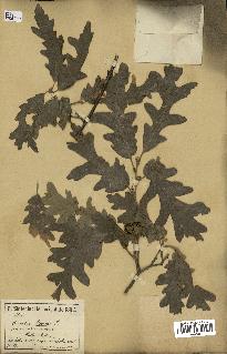 spécimen de Quercus cerris