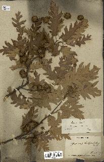 spécimen de Quercus cerris