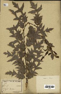 spécimen de Quercus cerris