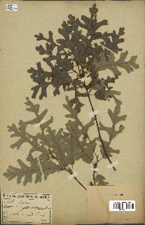 spécimen de Quercus cerris