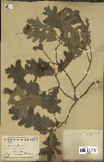 spécimen de Quercus cerris