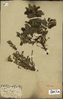 spécimen de Quercus cerris