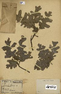 spécimen de Quercus cerris