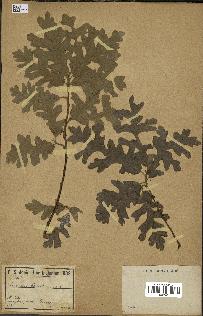 spécimen de Quercus cerris