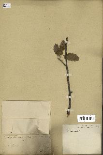 spécimen de Quercus cerris