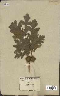 spécimen de Quercus cerris