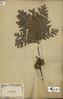 spécimen de Quercus cerris