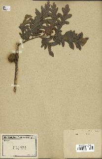 spécimen de Quercus cerris