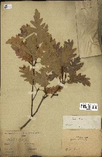 spécimen de Quercus cerris