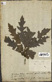 spécimen de Quercus cerris
