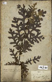 spécimen de Quercus cerris