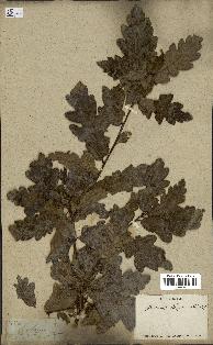 spécimen de Quercus cerris