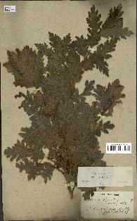 spécimen de Quercus cerris