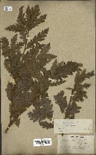 spécimen de Quercus cerris