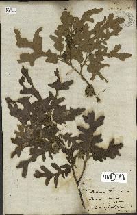 spécimen de Quercus cerris