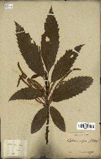 spécimen de Castanea sativa