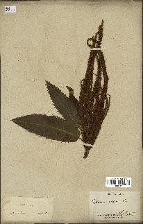 spécimen de Castanea sativa