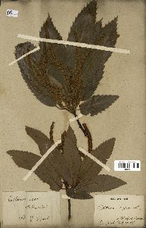 spécimen de Castanea sativa