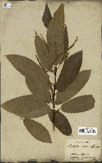 spécimen de Castanea sativa