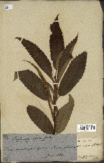 spécimen de Castanea sativa