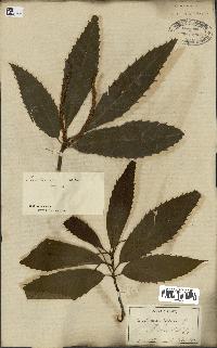 spécimen de Castanea sativa