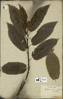 spécimen de Castanea sativa