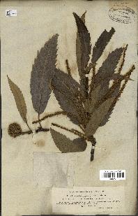 spécimen de Castanea sativa