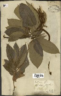 spécimen de Castanea sativa