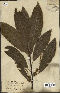 spécimen de Castanea sativa