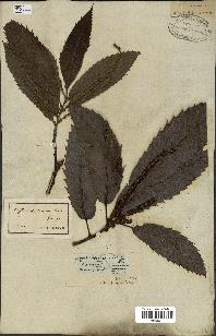 spécimen de Castanea sativa