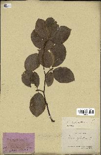 spécimen de Fagus sylvatica